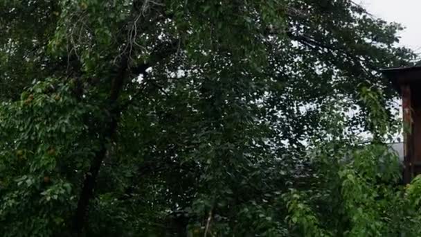 Leven Het Platteland Voorraadbeelden Groene Boom Een Oud Houten Huis — Stockvideo