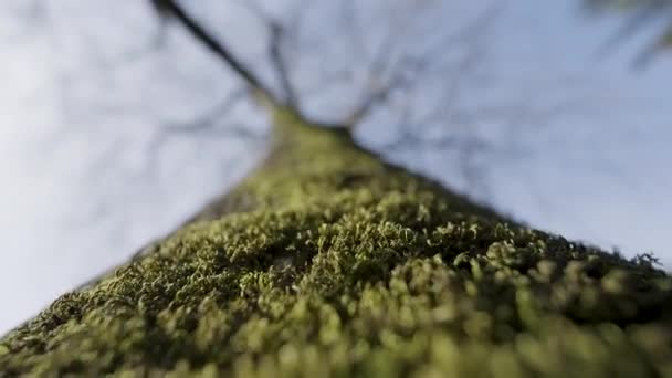 Kalın Yeşil Bir Ağaç Başla Uzun Kıvrımlı Dalları Olan Yosunlarla — Stok video