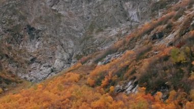 Sonbahar ormanının yukarısındaki dağ kayalıkları. Yaratıcı. Dağların kayalık yamacı ağaçlık alana iner. Kayalık yamaçlar ve sonbahar renkli ormanlar. 