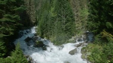 Yeşil ormandaki dağ ırmağının çatallı nehirleri. Yaratıcı. Dağlık yamaçlarda, yoğun yeşil ormanlarla birlikte nehrin aktığı güzel bir manzara. Güneşli yaz gününde, yeşil ormanlarda akan nehirler.