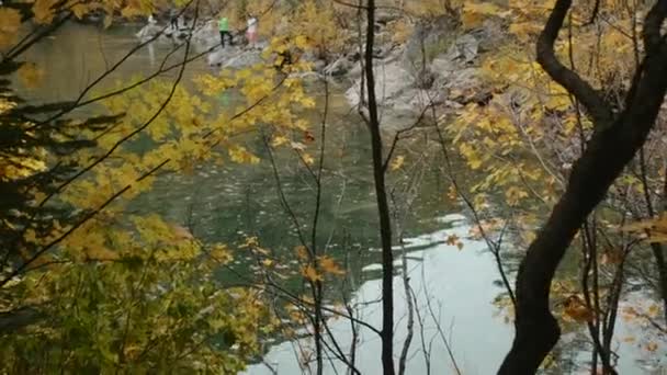在湖畔的树梢上密闭 湖滨上的秋天的树枝和树木 美丽的秋天植物 森林里有湖泊的树木 — 图库视频影像