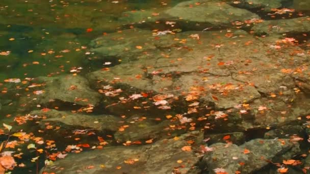 Gölün Yüzeyinde Güzel Sonbahar Yaprakları Yaratıcı Saf Doğal Göl Yüzeyinde — Stok video