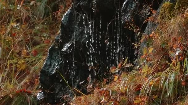 Damlaları Sonbahar Çimenleriyle Taşlardan Aşağı Akar Yaratıcı Ormandaki Siyah Taşlardan — Stok video