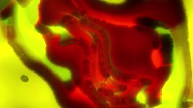 Hareket eden sıcak enerji plazmalarının soyut animasyonu. Hareket. Termal plazma kıvrımları. Termal animasyon enerjinin bükülmesi. 