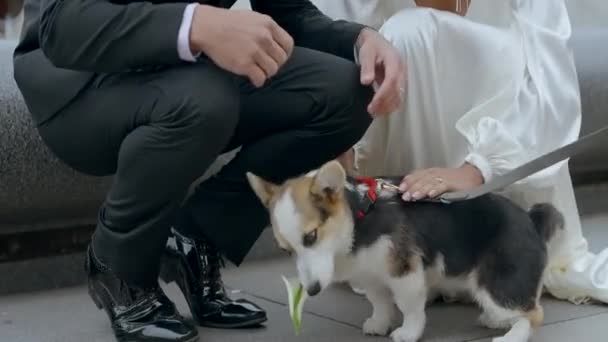 一个穿着白色衣服的女人和一个穿着西服的男人蹲着爱抚小狗的画像 可爱的狗靠近女人和穿着西服的男人 — 图库视频影像