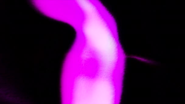 Черный Фон Зеленым Фиолетовым Светом Анимации Движение Ходячий Яркий Фонарь — стоковое видео