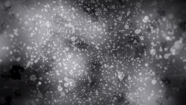 Blauer Und Grauer Hintergrund Mit Winterlichen Schneeflocken Große Schneeflocken Fliegen — Stockvideo