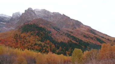 Renkli yeşil ormanlar. Başla. Yüksek tepelerin çeşitli ağaçlarla kaplı olduğu resmedilmeye değer bir manzara. Yüksek kalite 4k görüntü