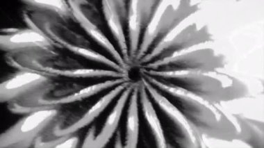 Çiçek şeklinde soyut üç boyutlu desen. Hareket. Merkezde hareket eden bir çiçek deseni var. 3 boyutlu çiçek desenli çizgiler merkezinde kara delikle hareket eder. 