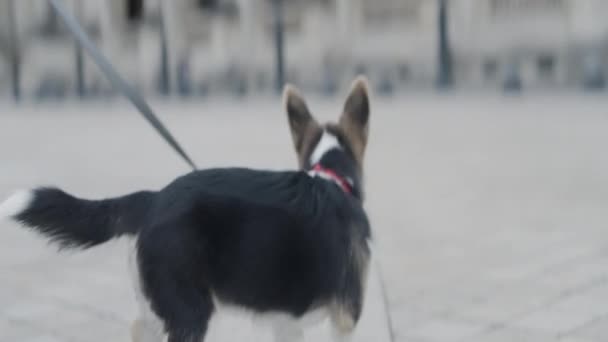Uroczy Pies Spacerujący Mieście Smyczy Akcja Cute Szczeniak Innym Kolorem — Wideo stockowe