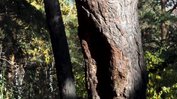 Troncos Árvore Uma Floresta Verão Moção Árvores Bonitas Luz Solar — Vídeo de Stock