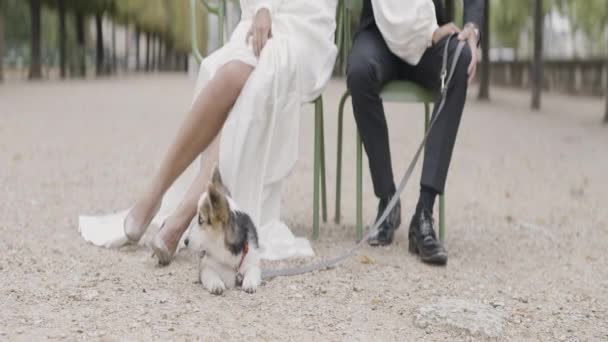 Una Tierna Sesión Fotos Los Recién Casados Con Perro Acción — Vídeos de Stock