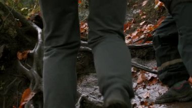 Ormandaki ilk kar. Yaratıcı. Sonbahar ormanlarında yürüyen turistler, beyaz kar ve dallardan oluşan enkaz yığınlarıyla kaplıdır. Yüksek kalite 4k görüntü