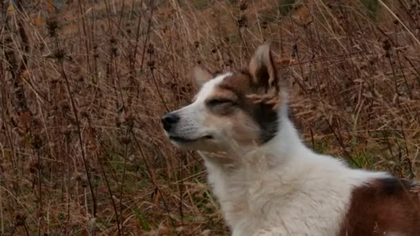 在寒冷的天气里散步的宠物 一只红色斑点的大白狗站在田野里摇头 高质量的4K镜头 — 图库视频影像