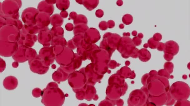红血球在血液中流动 白色背景上的红色粒子 — 图库视频影像
