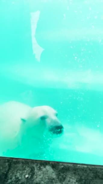 一只漂浮的北极熊行动 一种巨大的动物 在一个特殊的池子里 它骑在背上旋转和游泳 高质量的Cg镜头 — 图库视频影像