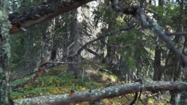 Ormanın arka planında ve yeşil yosunlarda eski ağaçların kuru dalları. Şarjör. Güneşli bir günde ormanda ağaçlardaki Lichenlar. Ormanda kuru ağaçlı yosun ve zambaklar.. 