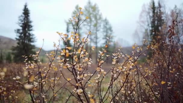 Herbstbüsche Mit Gelben Blättern Auf Waldhintergrund Clip Büsche Mit Gelben — Stockvideo