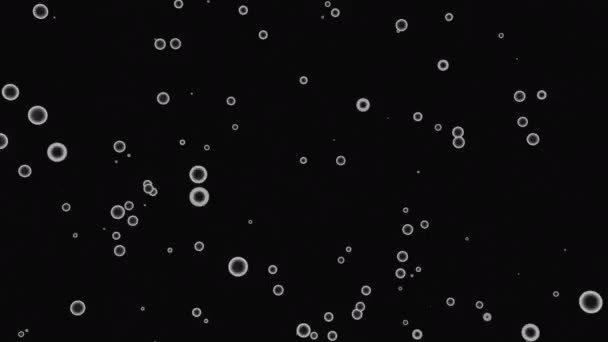 黒い背景にランダムに飛ぶ空気泡 デザイン リングシルエットの上昇 — ストック動画