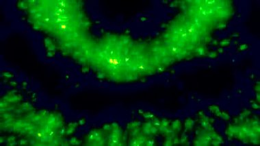 Parlak yeşil halkaları olan siyah bir arka plan. Hareket. Farklı yönlerde bulanıklaşan iki halka soyutlama ile yapılmış. Yüksek kalite 4k görüntü