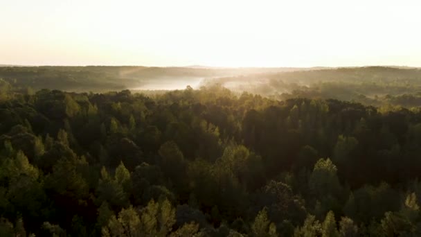 Paesaggi Naturali Con Tramonto Foresta Spighe Grano Fiume Pietra Art — Video Stock