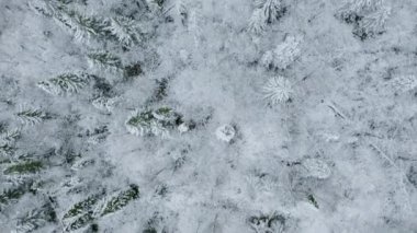 Karla kaplı kış ormanının en üst manzarası. Şarjör. Bulutlu bir günde kar ağaçları olan kozalaklı bir orman. Kışın karlı engin bir orman.. 