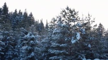 Kış günü Noel ağaçları olan güzel bir orman. Şarjör. Kışın ladin ormanında yürü. Kozalaklı ağaçlara kar yağar kış günü ormanda.. 