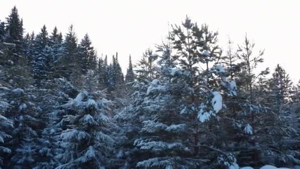 Gyönyörű Erdő Karácsonyfákkal Télen Csípés Sétálj Lucfenyőerdőn Télen Tűlevelű Fákon — Stock videók