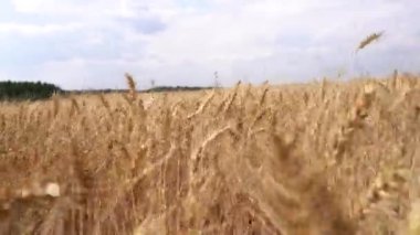 Tarlada buğday kulakları arasında dolaşmak. Medya. Yazın sık buğday tarlalarında koşmak. Buğday tarlasında koşmaktan korkuyorum.. 