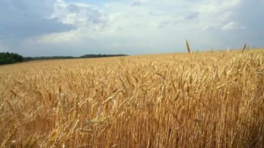 Bulutlu yaz gününde buğday tarlası manzarası. Medya. Bulutlu bir günde buğday tarlasının altın kulakları. Büyük buğday tarlası. 
