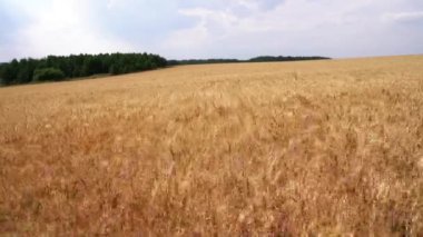 Bulutlu yaz gününde buğday tarlası manzarası. Medya. Bulutlu bir günde buğday tarlasının altın kulakları. Büyük buğday tarlası. 