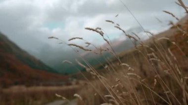 Arka planda dağlık bir manzara olan sarı çimlere yakın durun. Yaratıcı. Vahşi doğanın güzelliği, yüksek tepelerin üzerindeki bulutlar