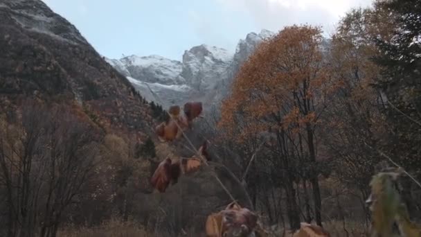 Nahaufnahme Von Gelbem Gras Mit Bergiger Landschaft Hintergrund Kreativ Schönheit — Stockvideo