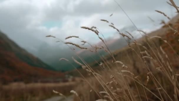 靠近黄草 背景为山地景观 大自然的美丽 高山之上的云彩 — 图库视频影像