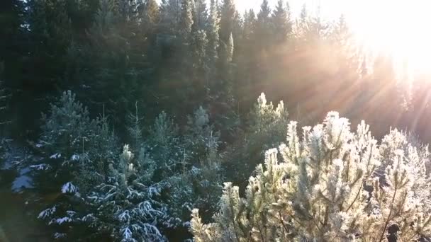 美丽的霜冻在冷杉树上 阳光明亮 美丽的风景 冷冰冰的冷杉树 灿烂的阳光 森林的冬季景观和温暖的阳光 — 图库视频影像