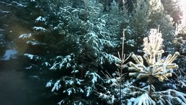 美丽的霜冻在冷杉树上 阳光明亮 美丽的风景 冷冰冰的冷杉树 灿烂的阳光 森林的冬季景观和温暖的阳光 — 图库视频影像