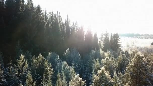 Top Kilátás Gyönyörű Tűlevelű Erdő Fényes Napfény Télen Csípés Festői — Stock videók