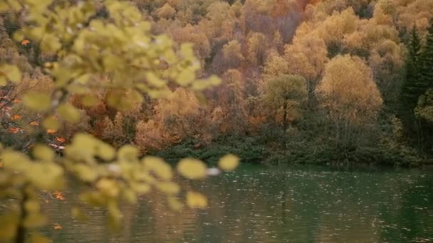 公園の黄金の秋に クリエイティブ 美しい黄色い木と大きな緑の湖 — ストック動画