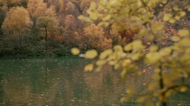Goldener Herbst Park Kreativ Schöne Gelbe Bäume Und Großer Grüner — Stockvideo