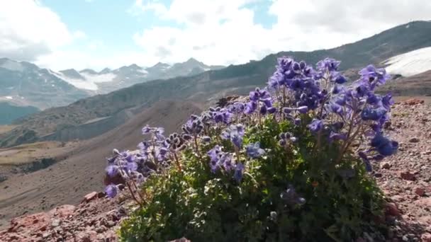 Letni Krajobraz Kamczatki Widok Kwiatów Łąki Rosnących Żużlu Wulkanicznym Tle — Wideo stockowe