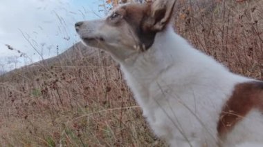 Kamp gezisindeki gerçek bir arkadaş. Yaratıcı. Turuncu benekli beyaz bir köpek sonbaharda dışarıda sosis yerken çekildi. Yüksek kalite 4k görüntü