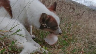 Kamp gezisindeki gerçek bir arkadaş. Yaratıcı. Turuncu benekli beyaz bir köpek sonbaharda dışarıda sosis yerken çekildi. Yüksek kalite 4k görüntü