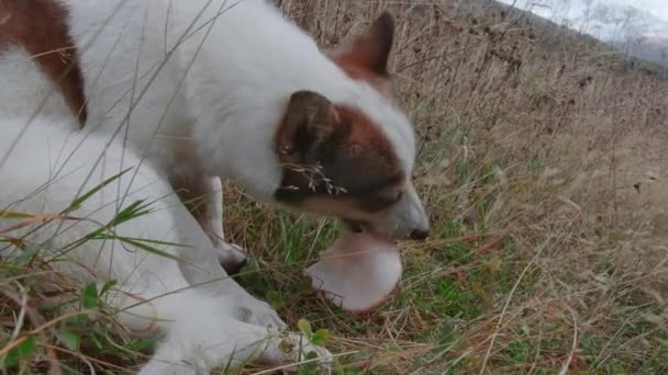 Verdadero Amigo Viaje Campamento Creativo Perro Blanco Con Manchas Naranjas — Vídeo de stock
