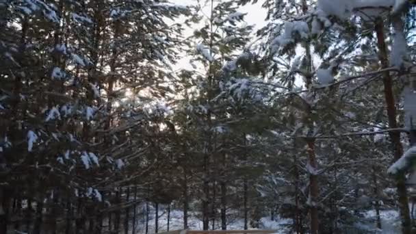 Paisaje Invernal Bosque Clip Árboles Verdes Calvos Envueltos Gorras Nieve — Vídeos de Stock
