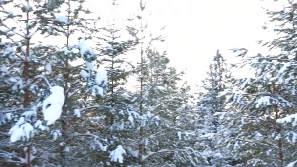Paisaje Invernal Bosque Clip Árboles Verdes Calvos Envueltos Gorras Nieve — Vídeos de Stock