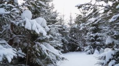 Kış sakin ormanı. Şarjör. Kar altında yeşil köknar ağaçları mavi gökyüzüne karşı kar yığınları etrafında birbirlerine yakın duruyorlardı. Yüksek kalite 4k görüntü