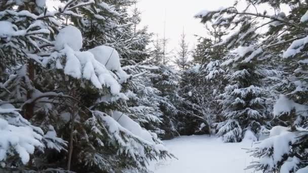 冬季平静的森林 白雪下的绿杉树依偎在雪堆周围 在蓝天的映衬下 高质量的4K镜头 — 图库视频影像