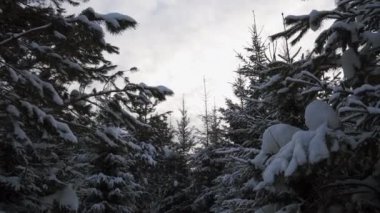 Muhteşem kış ormanı. Şarjör. Kar ağaçları yeşil iğnelerle kar yığınları tarafından süpürüldü. Yüksek kalite 4k görüntü