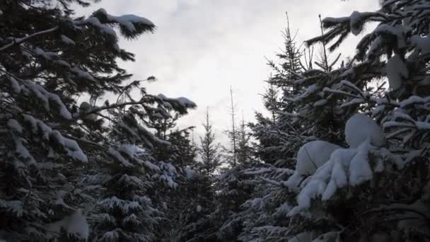 Fabuloso Bosque Invierno Clip Árboles Nieve Barridos Por Ventisqueros Con — Vídeos de Stock