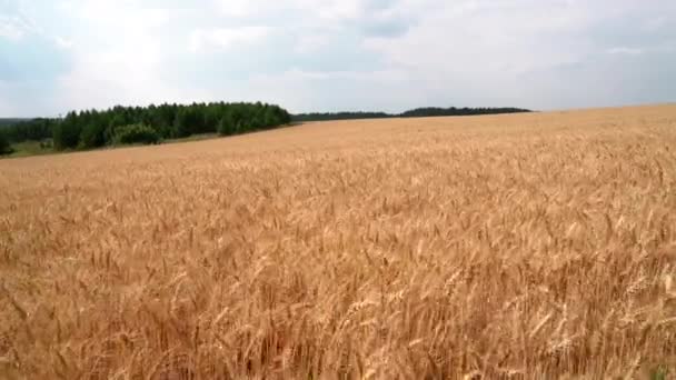 Antenne Eines Landwirtschaftlichen Feldes Mit Sommerheu Medien Drohne Fliegt Über — Stockvideo